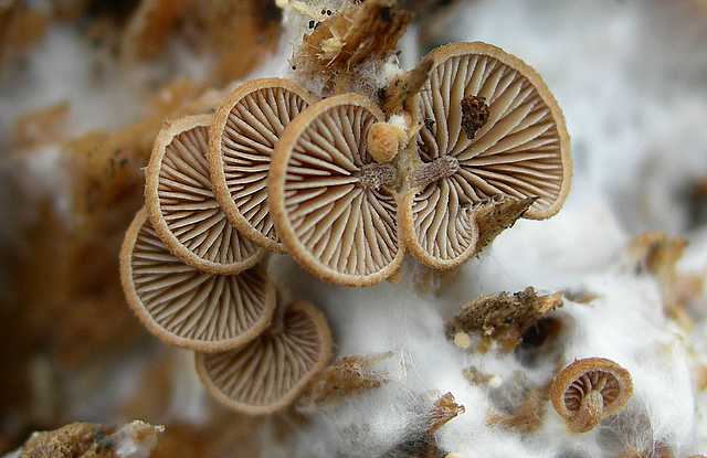 Melanotus horizontalis   (Bull.)    P.D. Orton